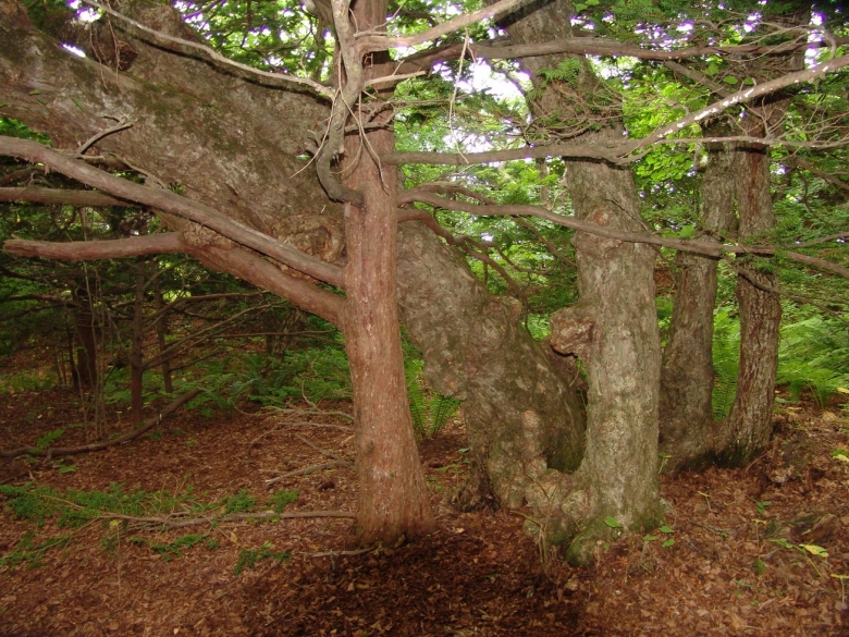 Тис остроконечный остров петрова
