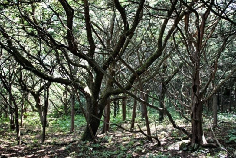 Тисовая роща острова Петрова