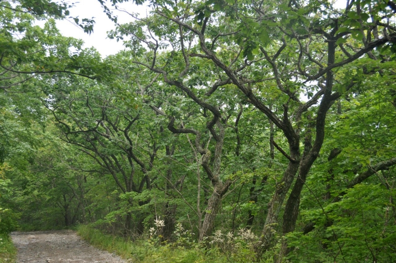 Дуб в Амурской области