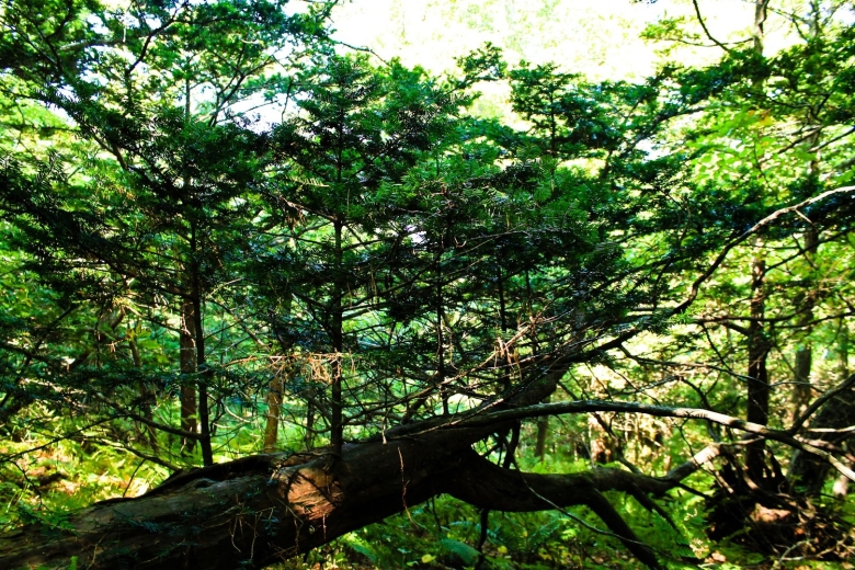 Лазовский заповедник Тисовая роща