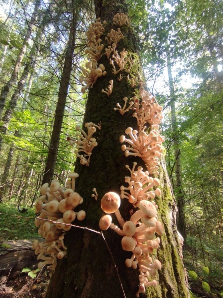 Опята на дереве