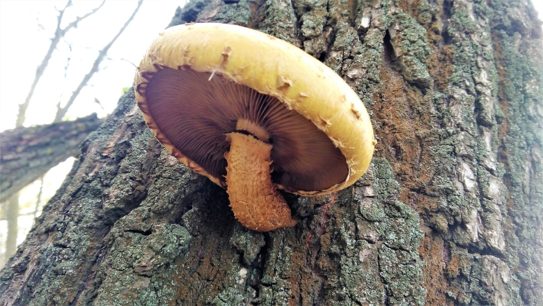 Грибы на деревьях съедобные