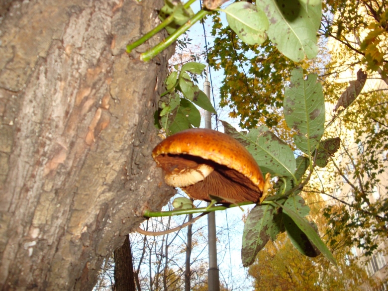 Грибы на деревьях орехе