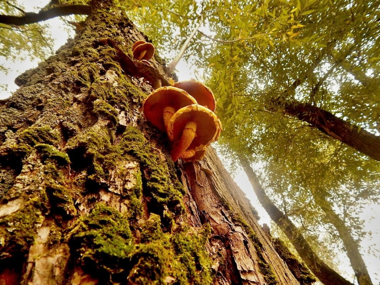 Гигантские деревья и грибы