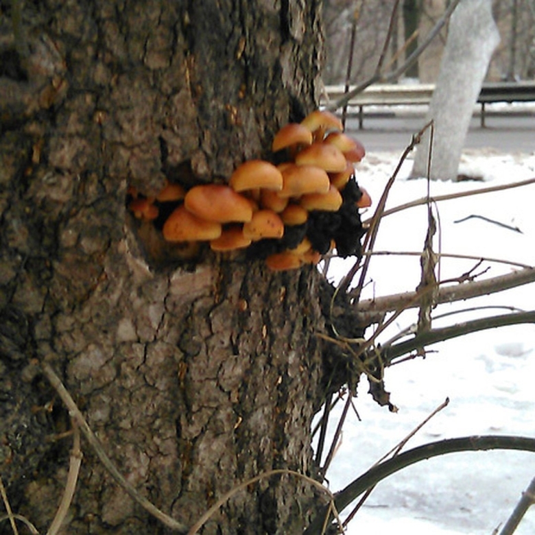 Опята под снегом