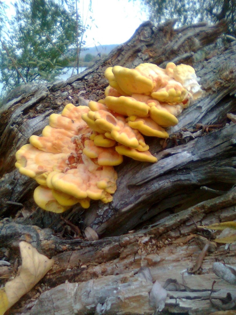 Phellinus conchatus