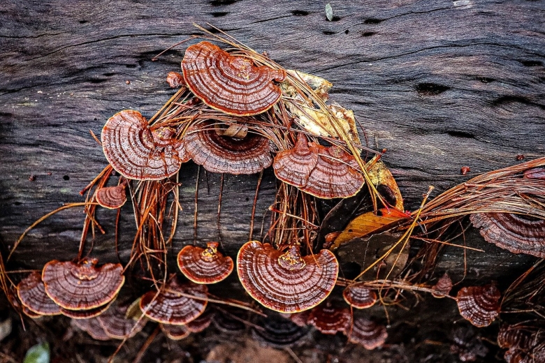 Паразитизм грибов на дереве