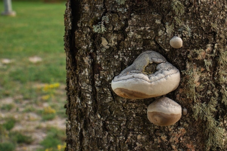 Трутовик Литшауэра