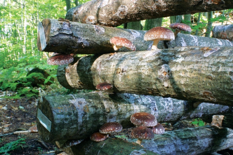 Грибы на бревне