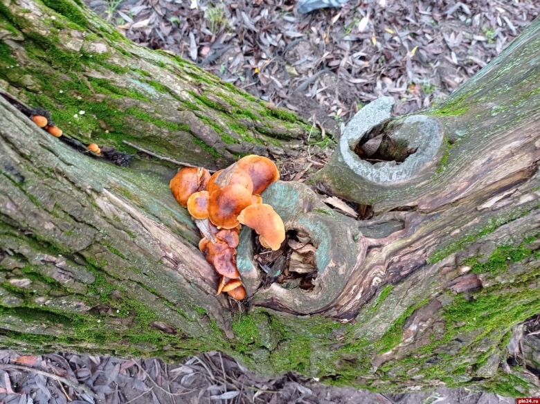 Псков деревья