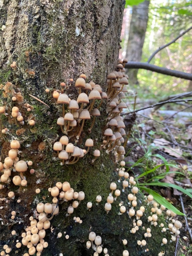 Гриб в лесу