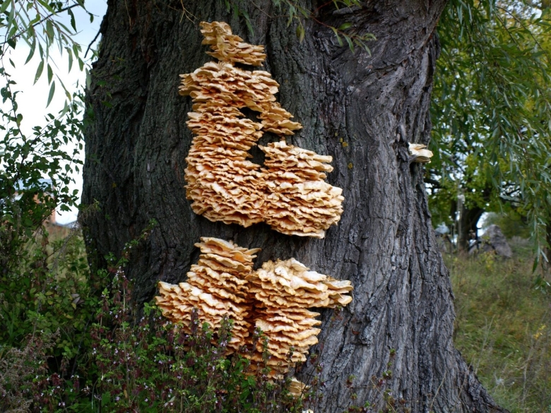 Гриб на иве