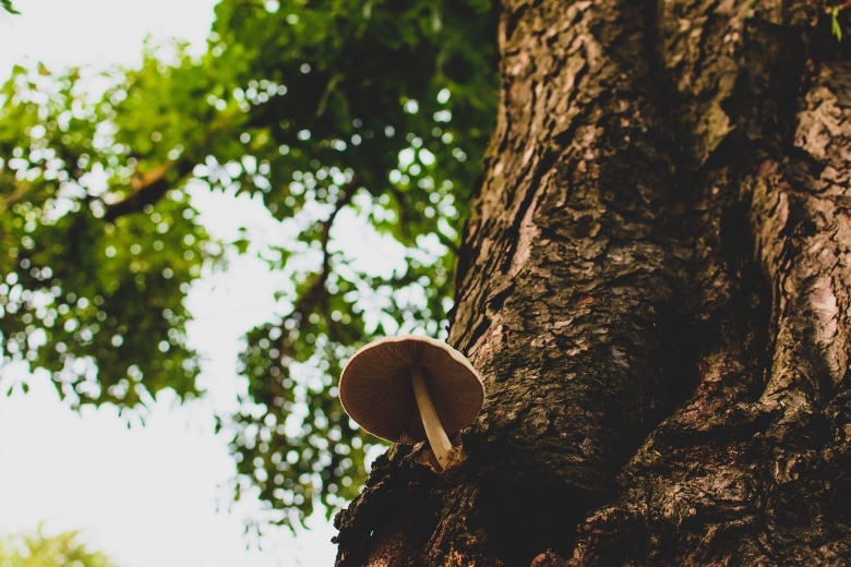 Грибы под деревом