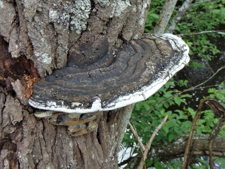 Phellinus igniarius трутовик ложный