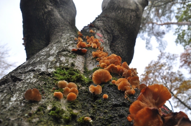 Вёшенка оранжевая (phyllotopsis nidulans)