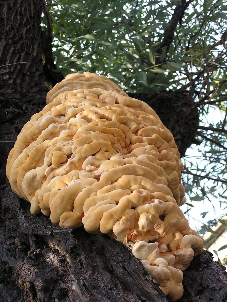 Гриб ильмак Приморский край