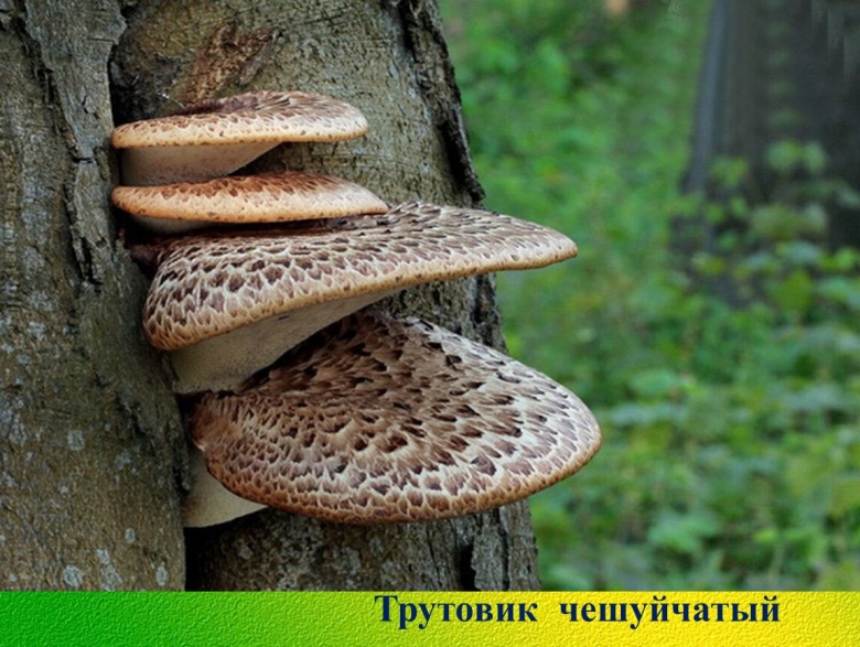 Гриб трутовик чешуйчатый