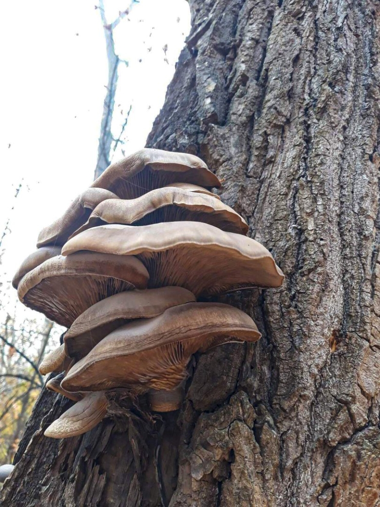 Грибы Астраханской области
