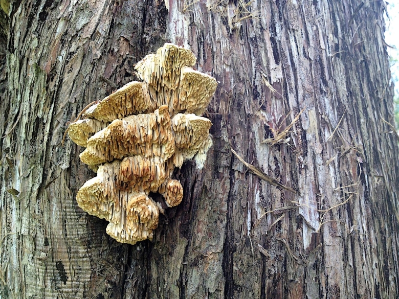 Вешенка на дереве