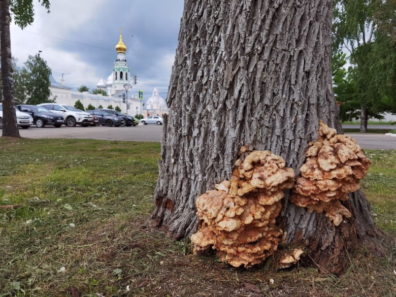 Деревья растущие в Вологде