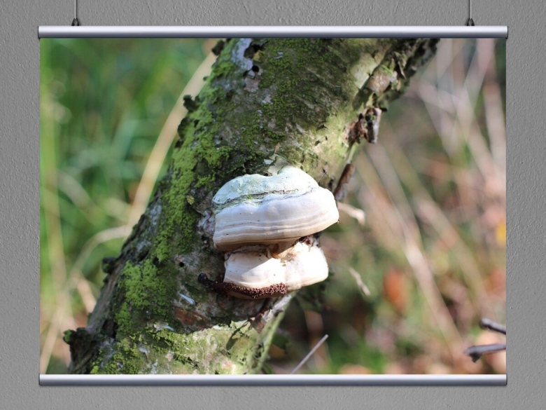 Гриб трутовик на яблоне