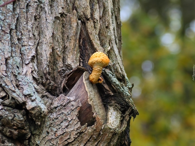 Гриб на дереве