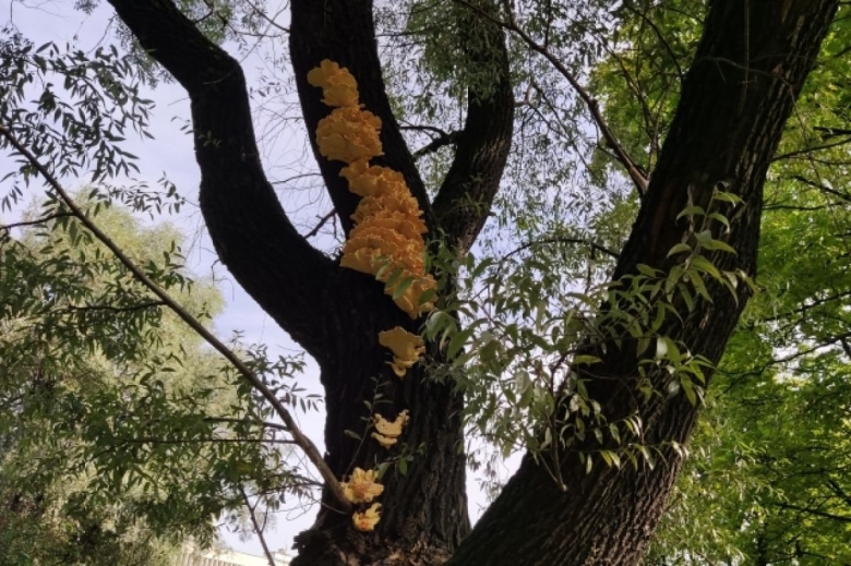 Старовозрастные деревья