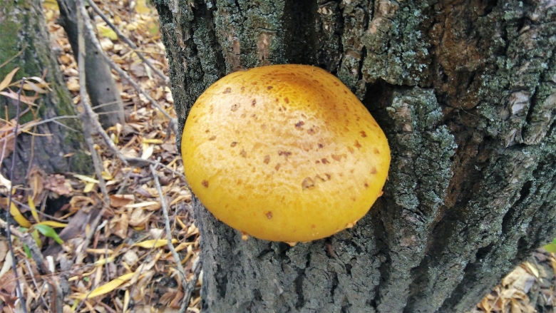 Гриб Вербовик съедобный