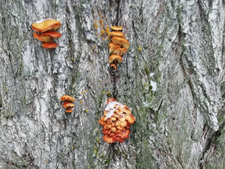 Гриб который растет на дереве