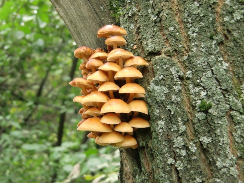 Трутовик лускатий