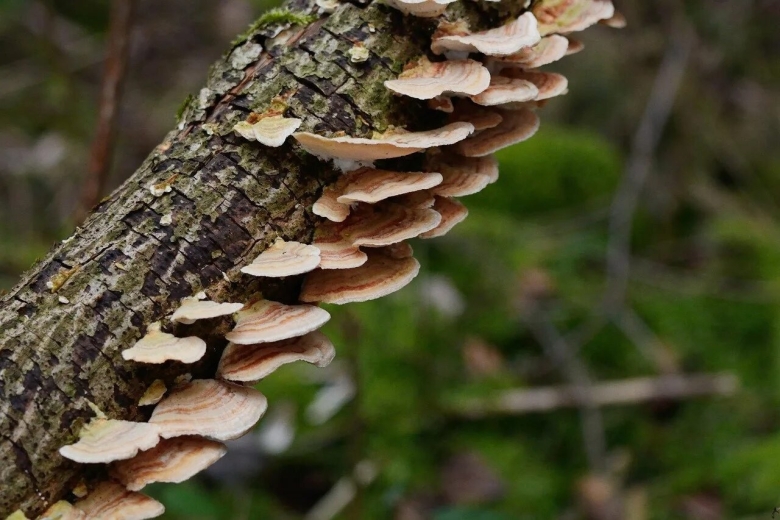 Трутовик древесный