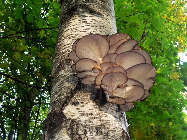 Вешенка рожковидная Лесная