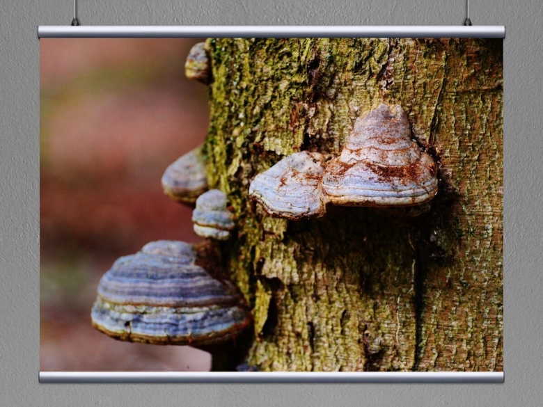 Древесный гриб трутовик