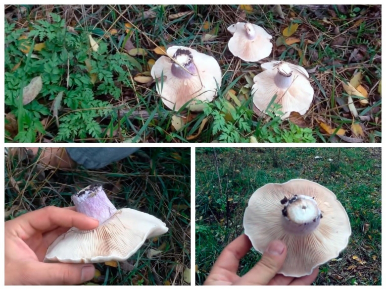 Гриб синеножка съедобный