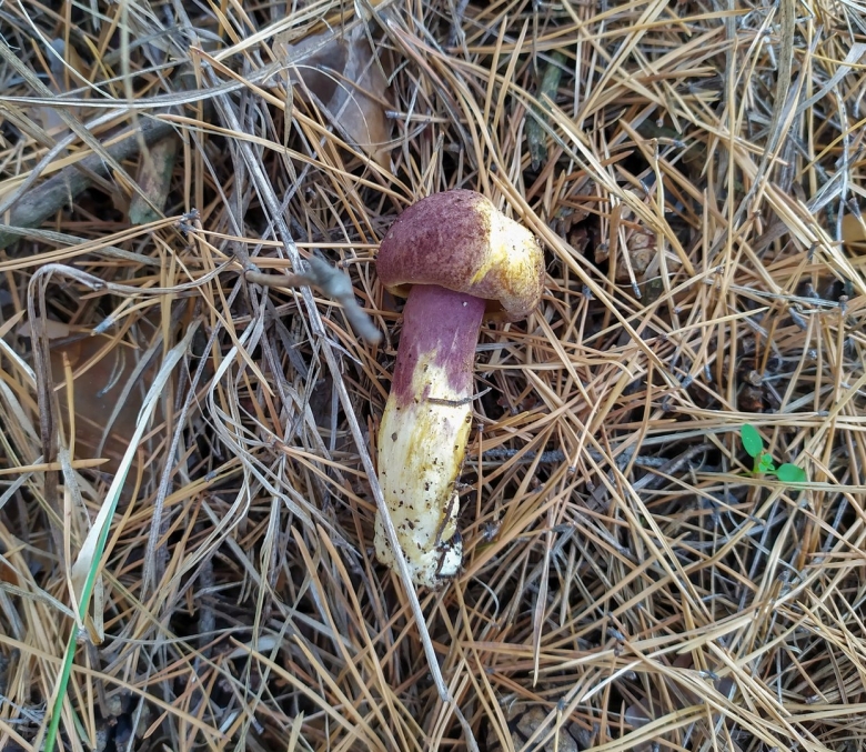 Гриб болетус королевский