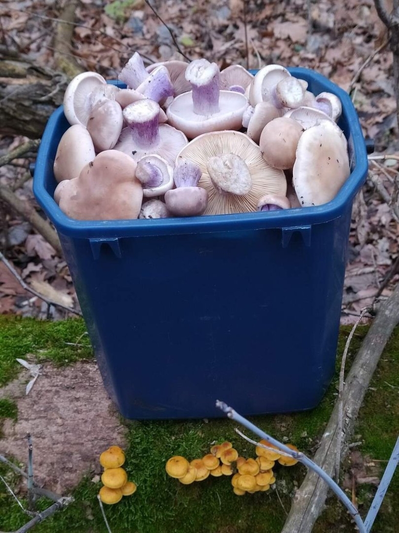 Синеножка в Ростовской области