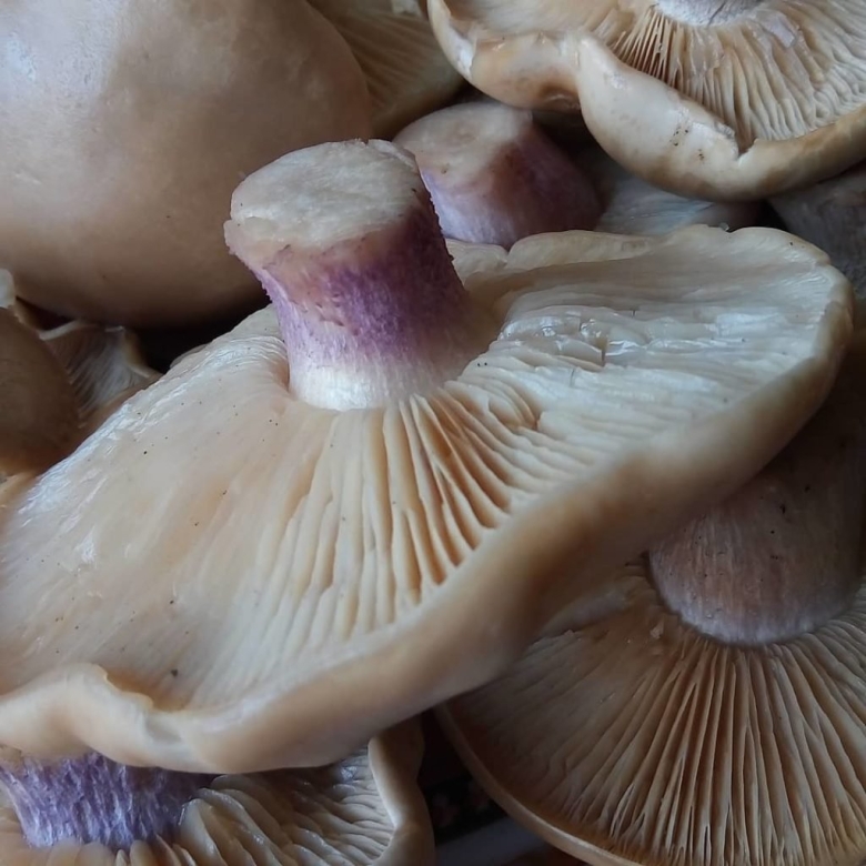 Крымская синеножка гриб