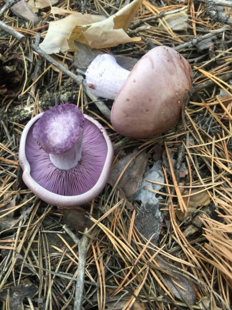 Рядовка фиолетовая