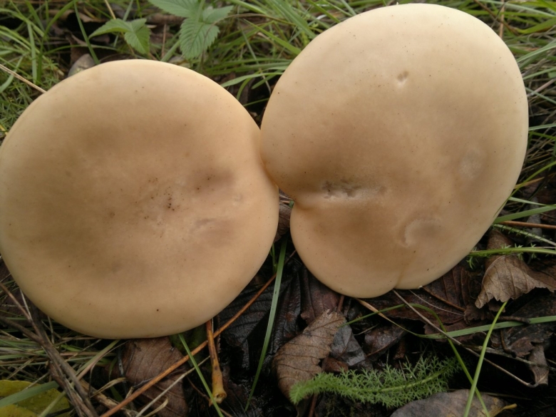 Синеножка гриб ложный