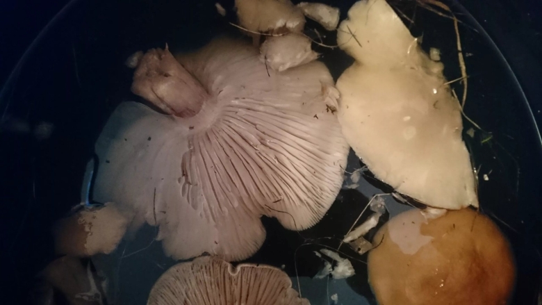 Рядовка лиловоногая