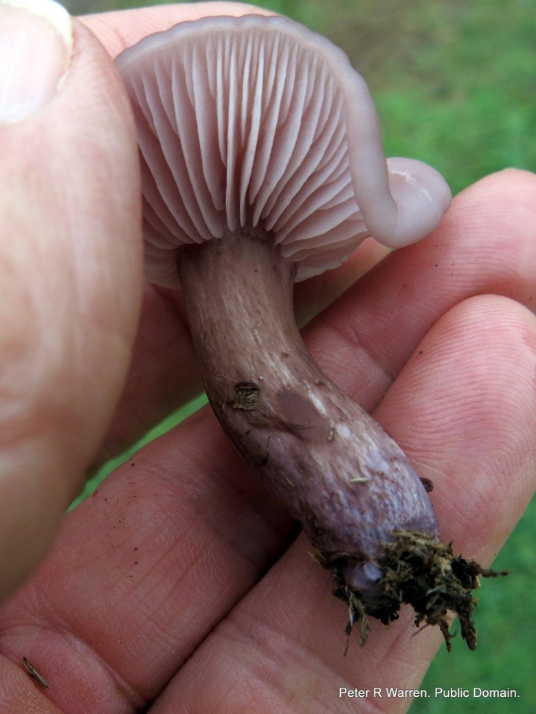 Леписта одноглазая гриб