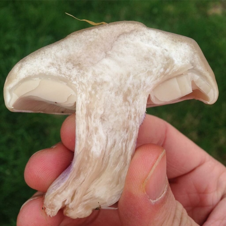 Гриб подотавник