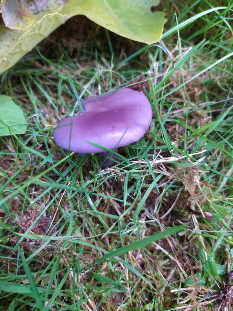 Рядовка фиолетовая