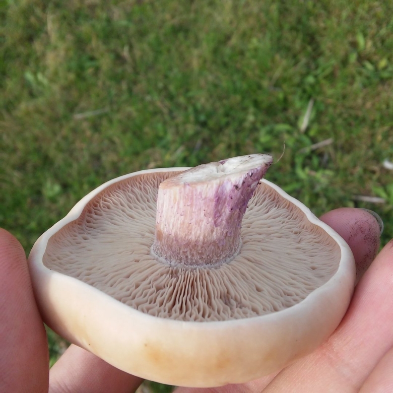 Рядовка лиловоножковая (синеножка) lepista saeva.