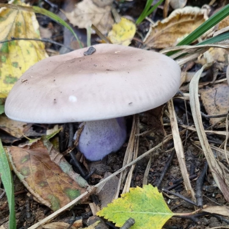 Гриб рядовка лиловоногая