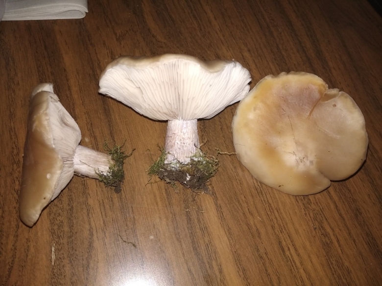 Гриб рядовка