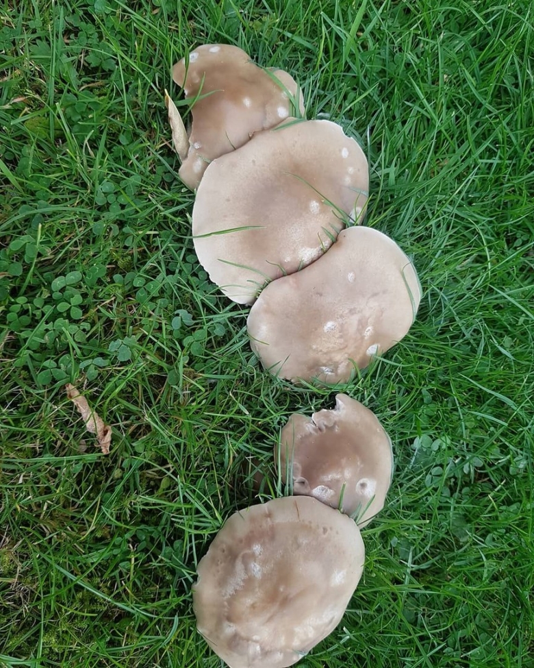 Синеножка Полевая