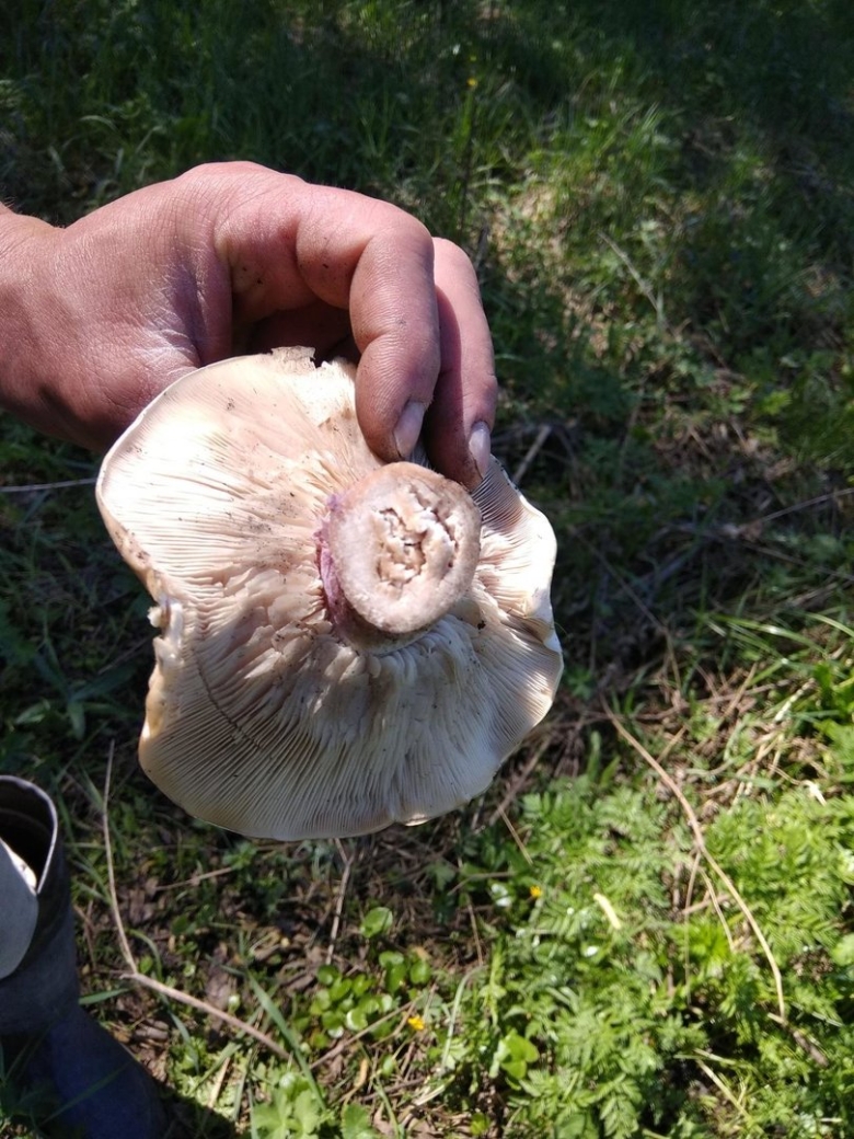 Рядовка синеножка