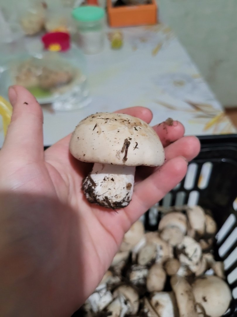 Гриб синеножка съедобный