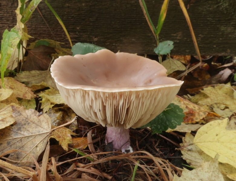 Рядовка лиловоножковая (синеножка) lepista saeva.